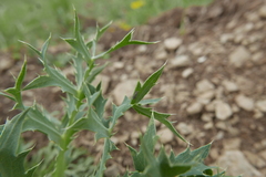 Jassargus