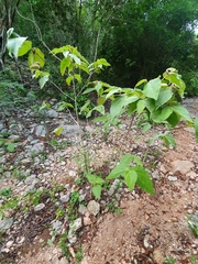 Helicteres jamaicensis