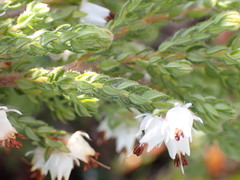Erica lehmannii