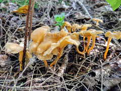 Craterellus lutescens