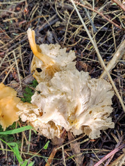 Craterellus lutescens