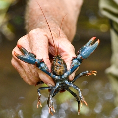 Euastacus fleckeri