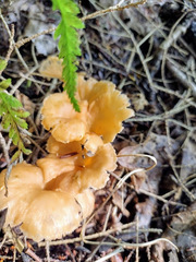 Craterellus lutescens