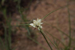 Cyperus niveus leucocephalus