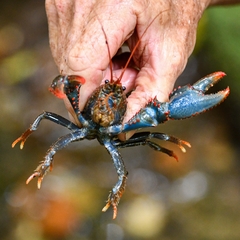 Euastacus fleckeri