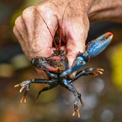Euastacus fleckeri