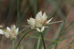Cyperus niveus leucocephalus