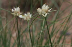 Cyperus niveus leucocephalus