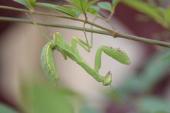 Hierodula patellifera patellifera