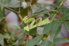 Hierodula patellifera patellifera