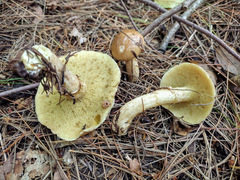 Suillus intermedius