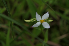 Exacum tetragonum