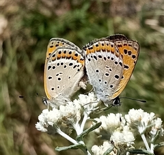 Lycaena panava