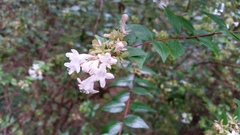 Abelia × grandiflora