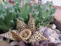 Orbea variegata