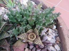 Orbea variegata