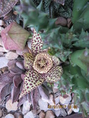 Orbea variegata