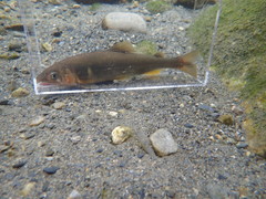 Plecoglossus altivelis