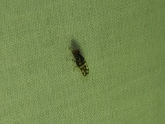 Pterotaenia