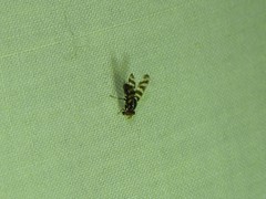 Pterotaenia