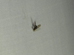 Pterotaenia