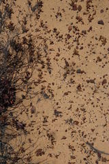 Crassula muscosa muscosa
