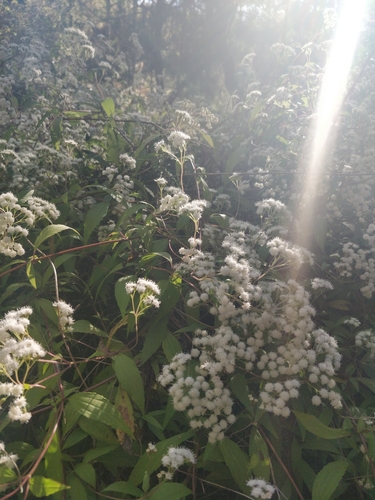 Ageratina image