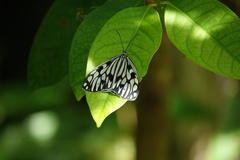 Cyclosia pieridoides
