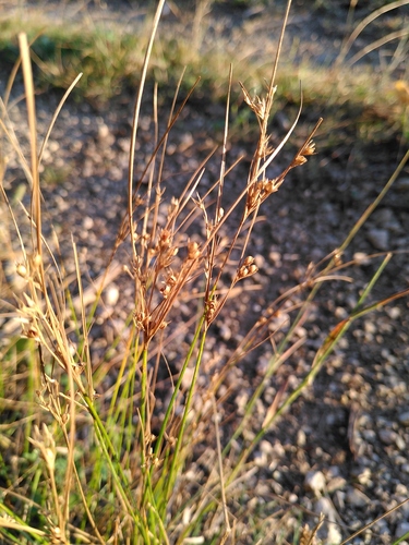 sitina tenká (Juncus tenuis)