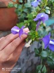 Achetaria azurea
