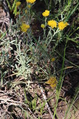 Athanasia microcephala