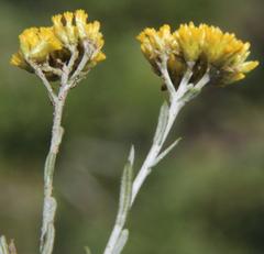 Athanasia microcephala
