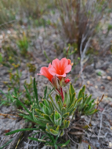 Image of Limestone Healthbush (Lobostemon lucidus) by (c) Rebecca Dames, some rights reserved (CC BY-SA)