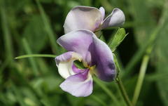 Vigna vexillata angustifolia