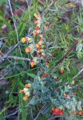 Hermannia diversistipula
