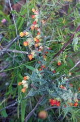 Hermannia diversistipula