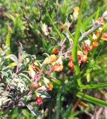 Hermannia diversistipula
