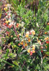 Hermannia diversistipula