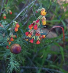 Hermannia diversistipula