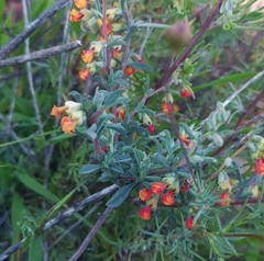 Hermannia diversistipula