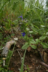 Ajuga genevensis