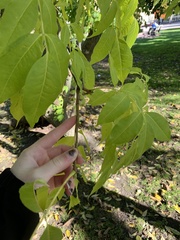 Fraxinus excelsior
