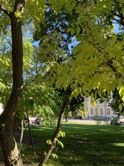 Fraxinus excelsior