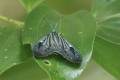 Cyclosia pieridoides