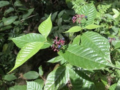Palicourea acuminata