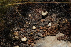 Pronolagus saundersiae