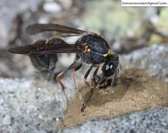 Eumenes septentrionalis