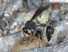 Eumenes septentrionalis