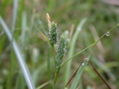 Carex maculata
