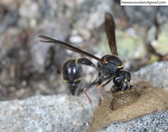 Eumenes septentrionalis